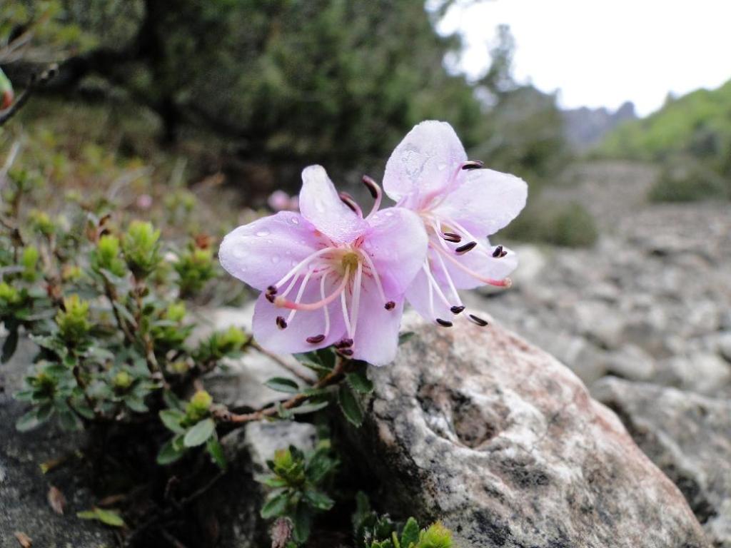 Rhodothamnus chamaecistus / Rododendro cistino